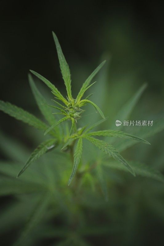 奇旺国家公园的野生大麻