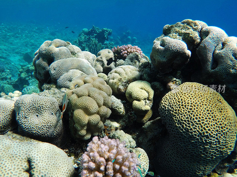 红海中的水下珊瑚礁