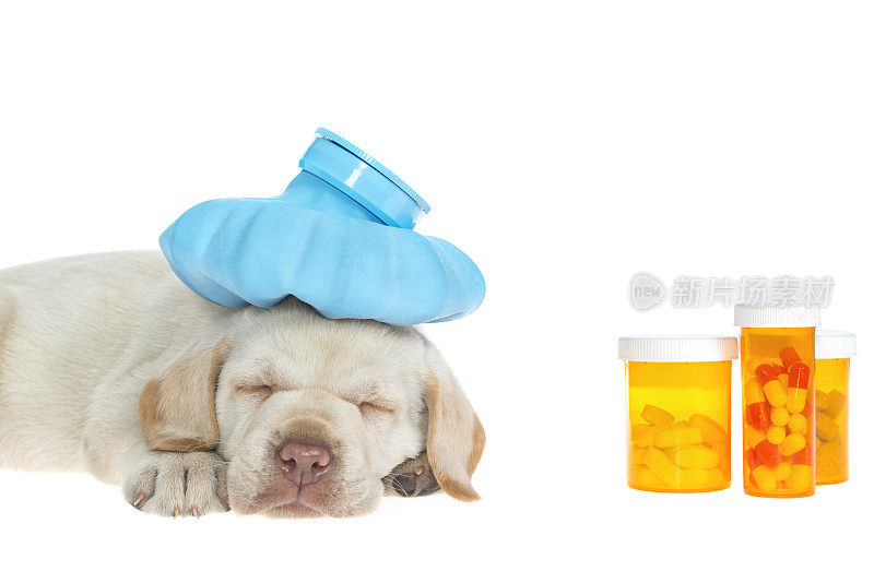 黄色拉布拉多小狗躺在地上，头上放着一个小冰袋和药瓶——7周大