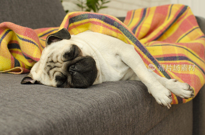 狗品种哈巴狗睡在沙发下的毯子