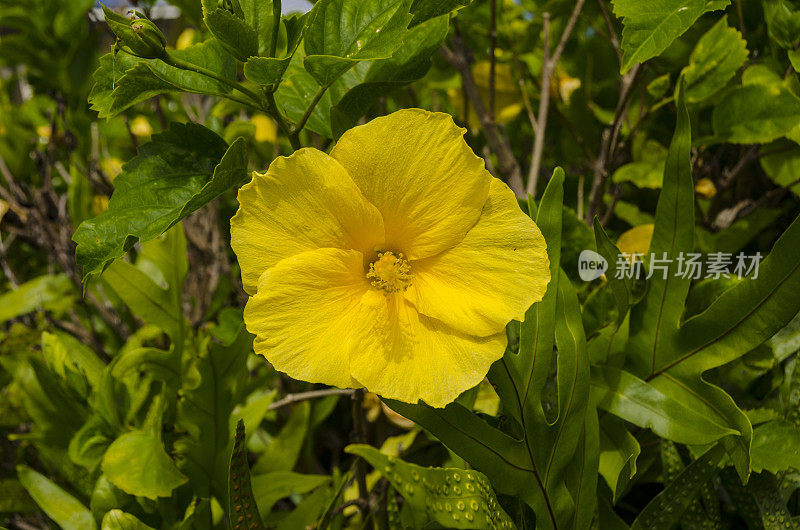 夏威夷考艾岛上的热带花卉