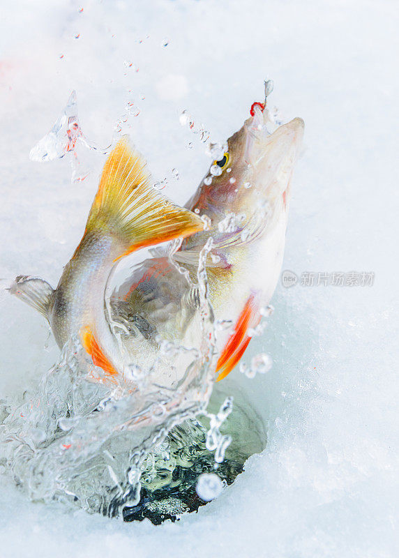 冬季钓鱼。海鲈鱼鱼饵。