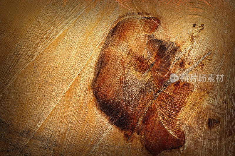 在被砍伐的原木上详细描绘了心木