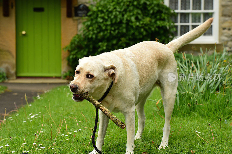 啃着一根棍子的拉布拉多寻回犬