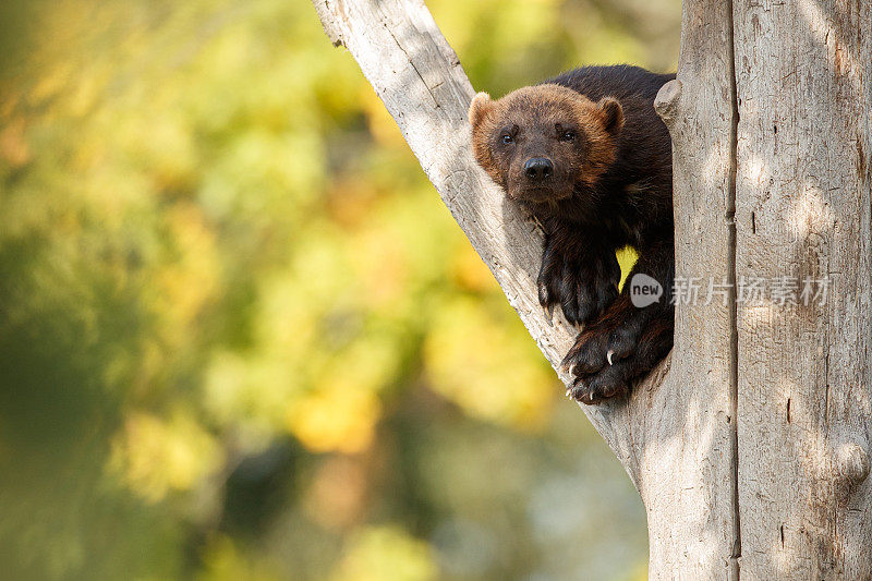 威严的狼獾挂在一棵树上前面的彩色背景