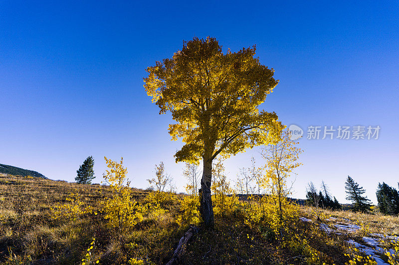 白杨树和蓝天山景