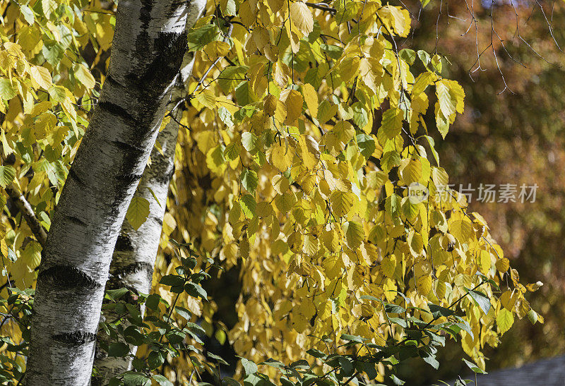 秋天桦树的颜色变化