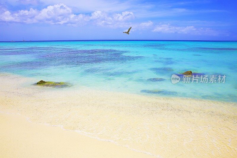 鹈鹕海鸟飞过阿鲁巴热带海滩，绿松石泻湖，夏季天堂-荷属安的列斯群岛，加勒比海蓝色的海