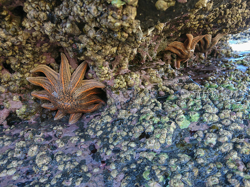 在珊瑚海岸的海星