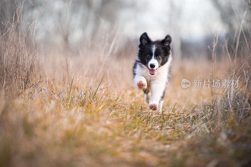 冬季奔跑的边境牧羊犬幼犬