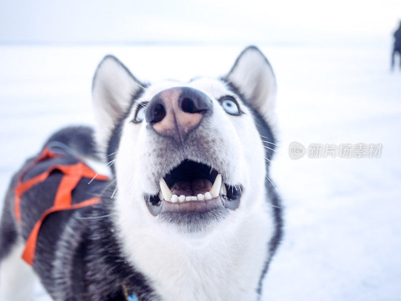 哈士奇雪橇狗特写，坦佩雷芬兰