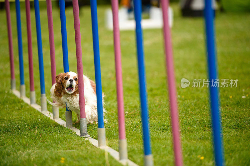 骑士国王查尔斯猎犬