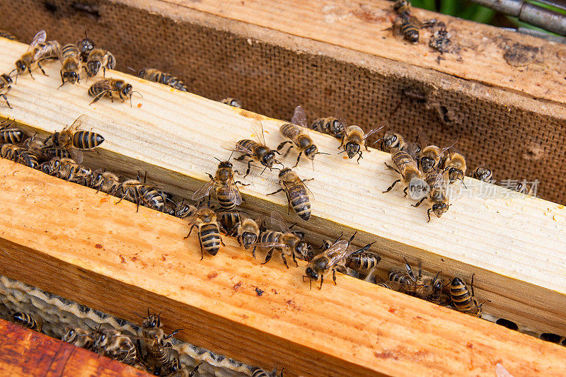 近距离观察蜂群在一个蜂巢。