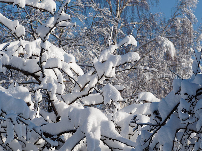 树枝上有厚厚的积雪