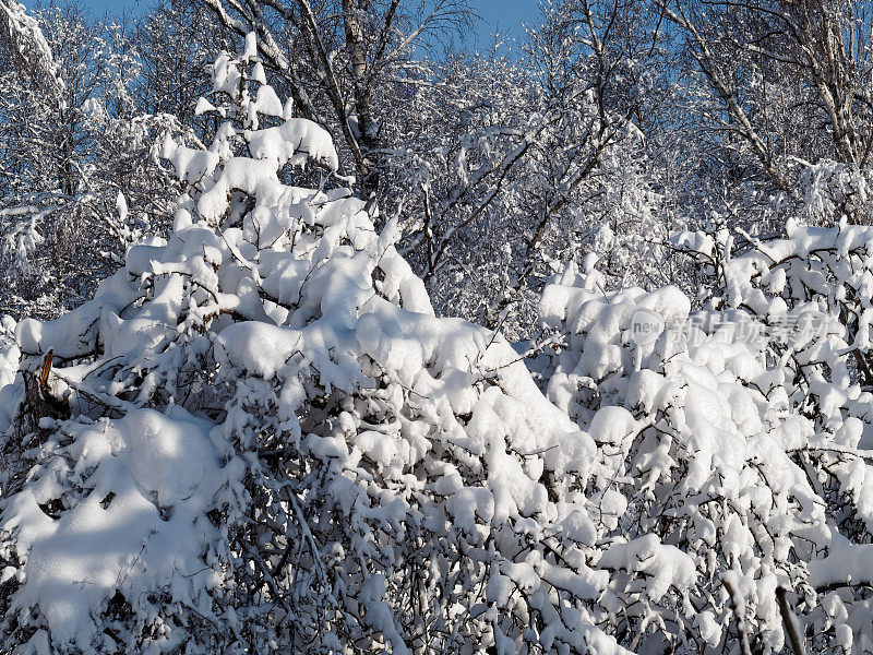 树枝上有厚厚的积雪