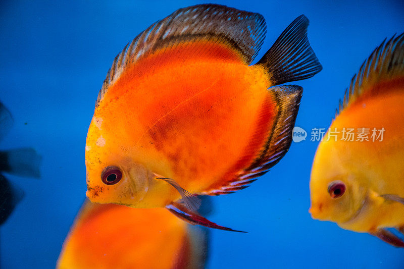 美丽的水下热带海洋生物橙色的鱼与蓝色的背景