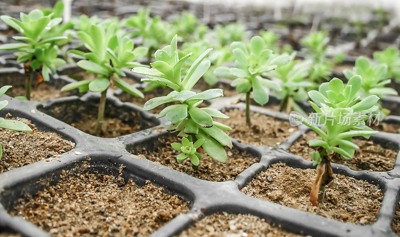 一群植物在花盆中发芽