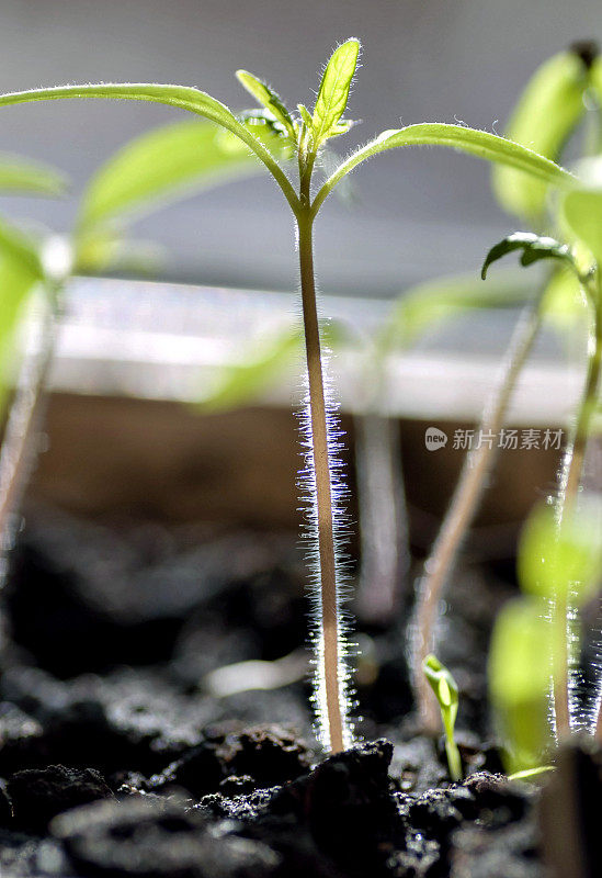 番茄幼苗在阳光的照射下发芽，茎上可见毛