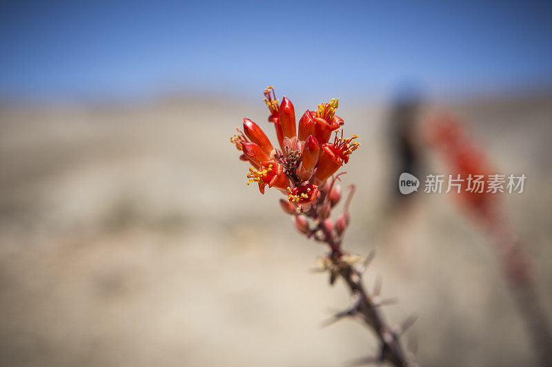 沙漠的野花