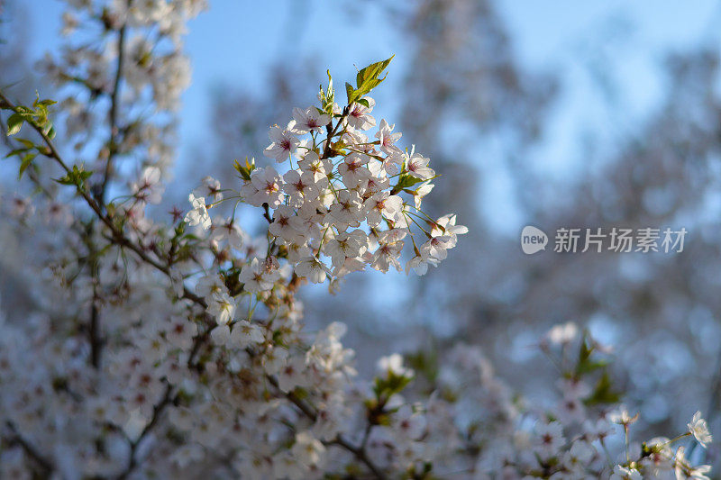 樱花