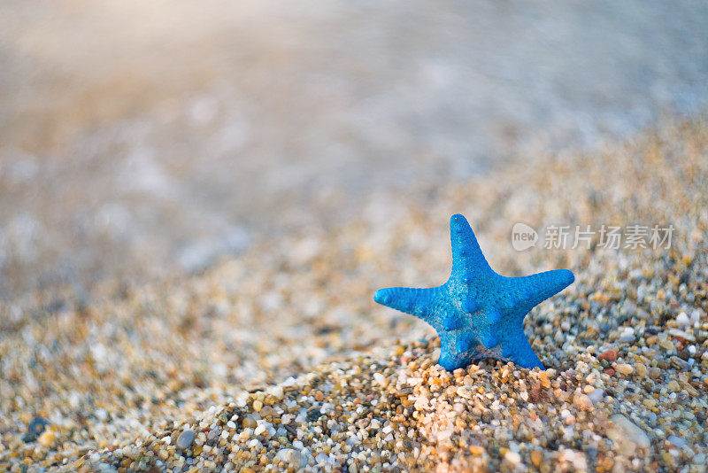 沙滩上的蓝色海星