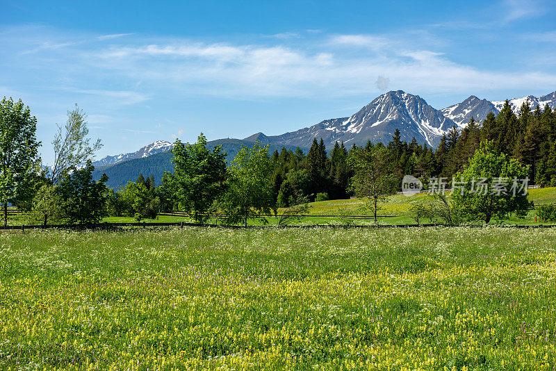 奥地利阿尔卑斯山的野花草地