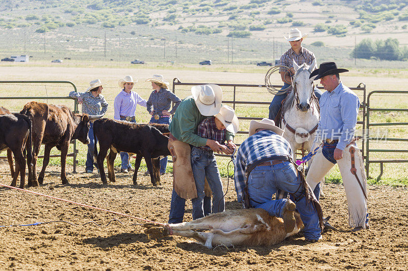 美国犹他州盐湖城圣塔金谷教授牛、牛、小牛肉冲压标记