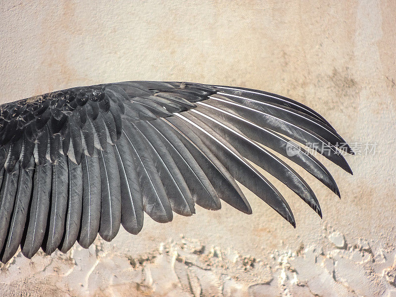 黑秃鹫展开翅膀