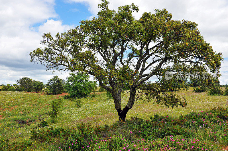 风景剥离栓皮栎在葡萄牙阿连特霍地区