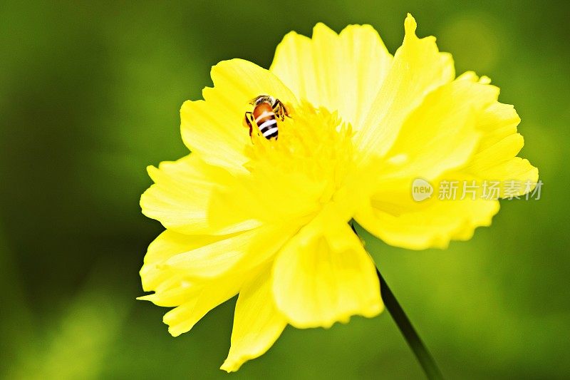 小蜜蜂在黄花的花粉上。