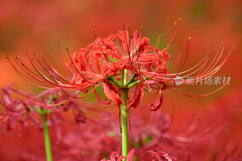 蜘蛛百合花，日高市，日本