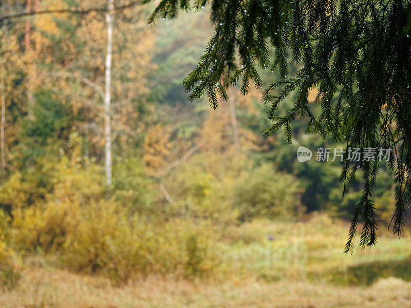 秋雨后的森林