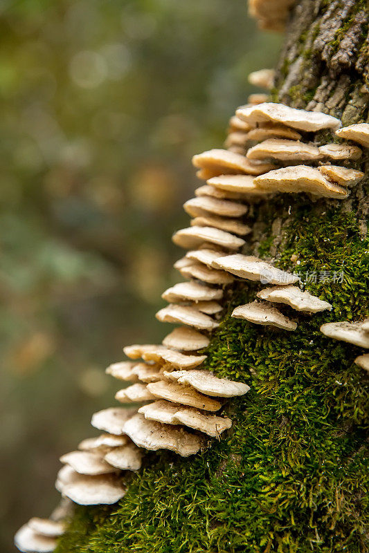 小架子蘑菇上的苔藓原木在森林