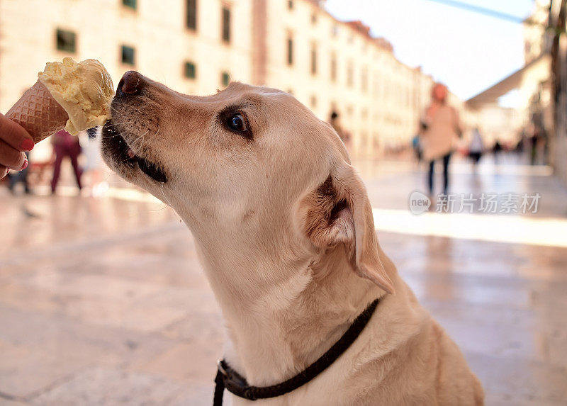 拉布拉多寻回犬在吃蛋筒冰淇淋