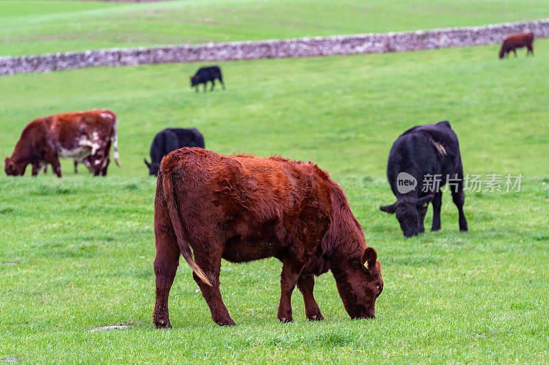 牛肉