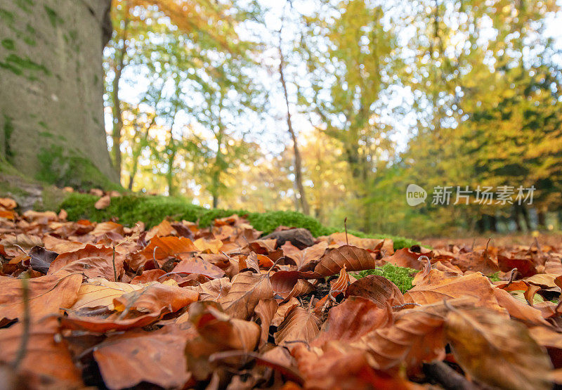 秋叶的特写在自然的颜色与散景在背景。