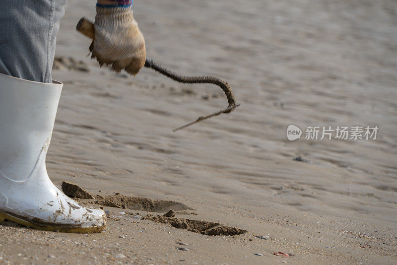 在浅滩上挖海螺的人