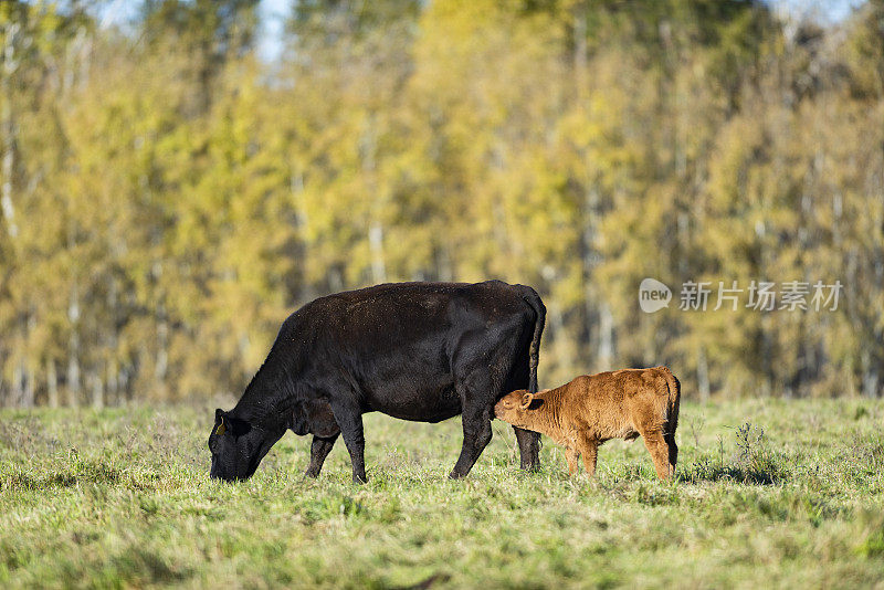 一头黑色的安格斯母牛和她的小牛