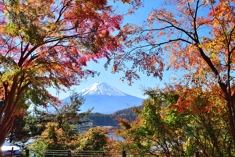 日本富士五湖地区的富士山和秋叶色