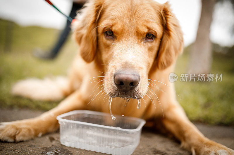 金毛猎犬喝水