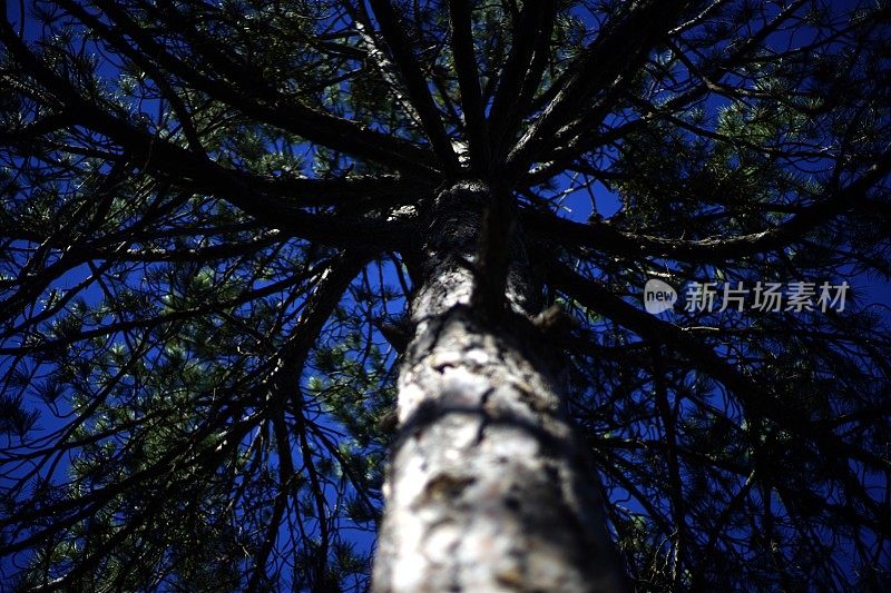 森林和树木细节