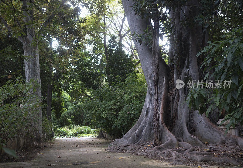 巨大的榕树在巴勒莫的植物园