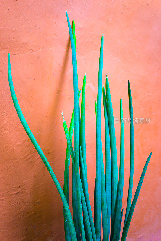 墨西哥:高大薄芦荟植物特写;橙色背景