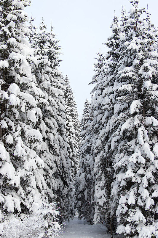 白雪覆盖的云杉