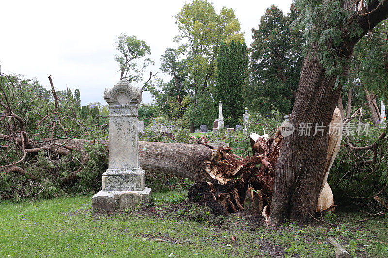 推倒19世纪早期墓碑旁的一棵古老的树