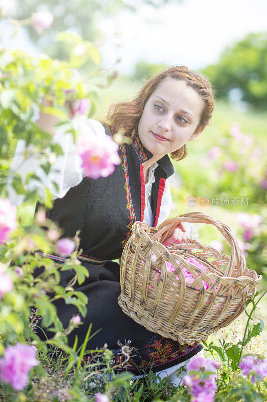 一位年轻女子在采摘篮子里的玫瑰。
