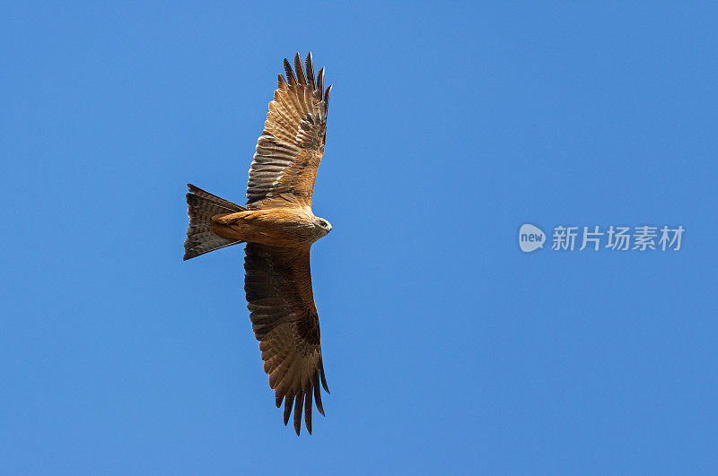 黑飞风筝