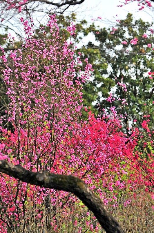 东京的春色:桃花盛开