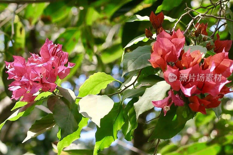 图片热带粉红色九重葛花苞近距离生长在花园公园，夏季攀缘观赏开花九重葛藤与粉红色的花，印度盆栽植物照片