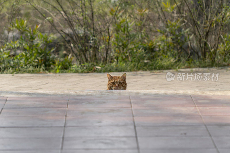 猫躲在台阶下